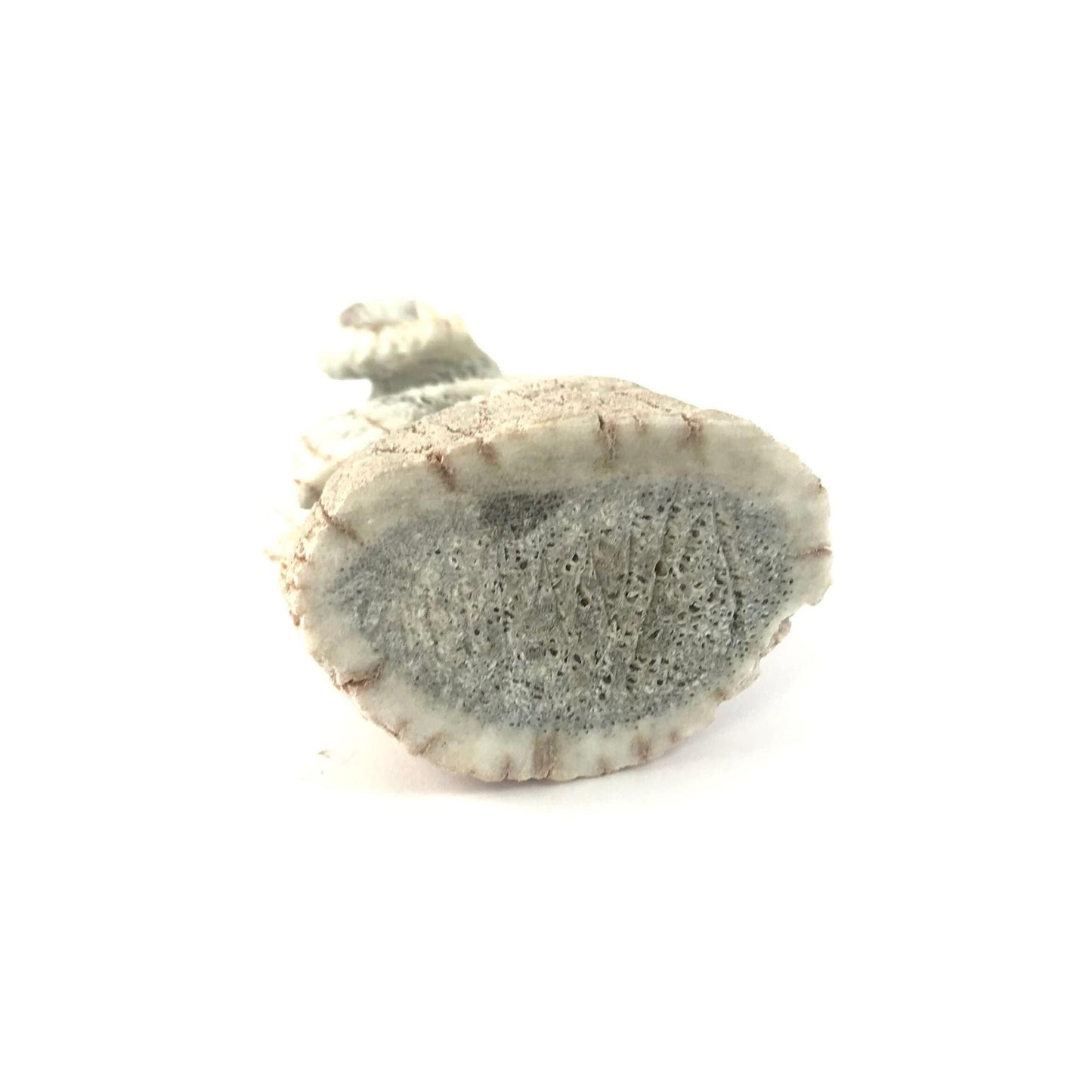 Lewis Malie Antler Mountain Ram Fetish Carving-Indian Pueblo Store